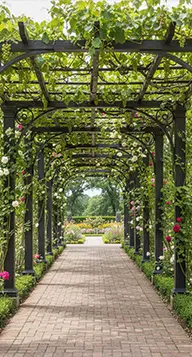 Wrought iron pergola walkway with climbing vines and roses