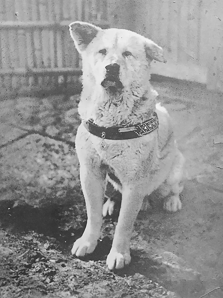 Historic black and white photo of Hachiko the loyal Akita dog in Japan